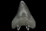 Fossil Megalodon Tooth - South Carolina #127740-2